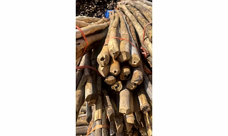 Bamboo poles 7ft