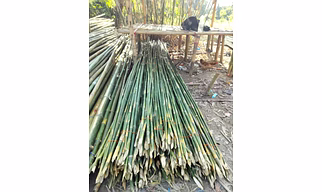 Bamboo poles
