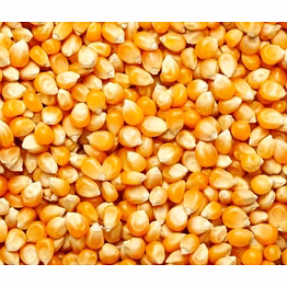 maize corn