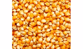Maize corn