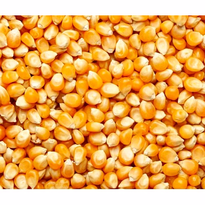 maize corn