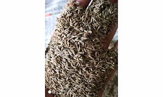 Cumin Seeds