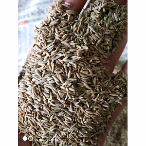 Cumin Seeds