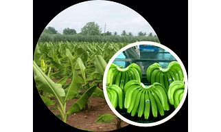 G9 GREEN BANANA