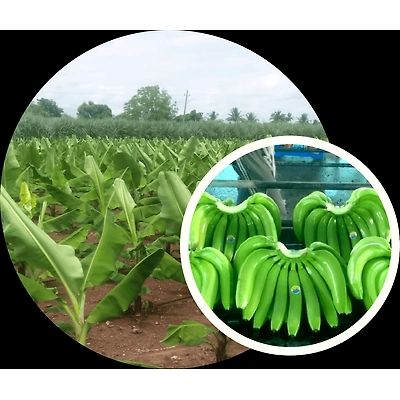 G9 GREEN BANANA