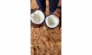 Semi husked  coconut