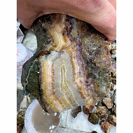 devhans ocean jasper