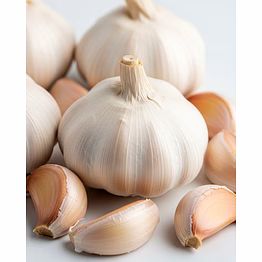 majji export & import garlic