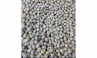 Makhana