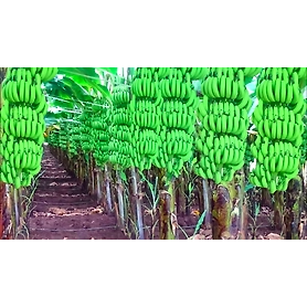 Banana