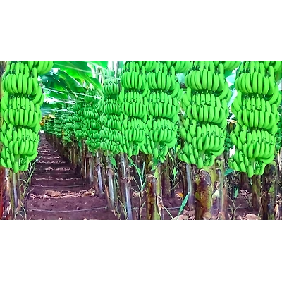 Banana