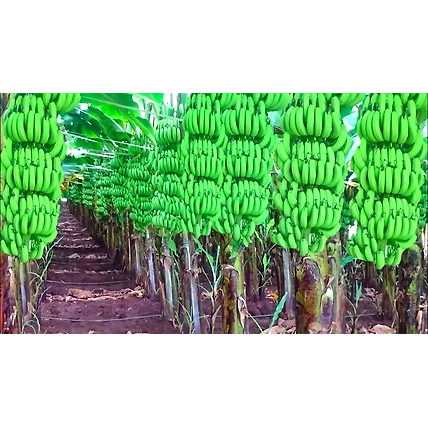 Banana-12682579