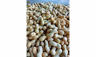 GROUNDNUT IN SHELL