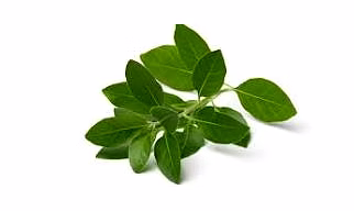 Ashwgaandha Leaves