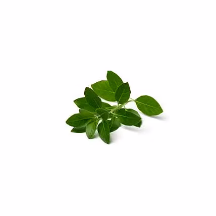 Ashwgaandha Leaves-12731995
