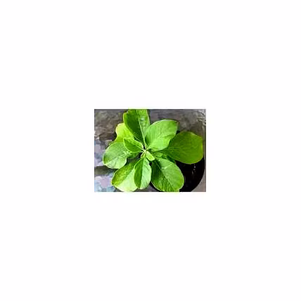 Ashwgaandha Leaves-1