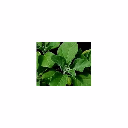 Ashwgaandha Leaves-2