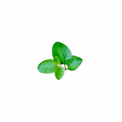 Ashwgaandha Leaves-3