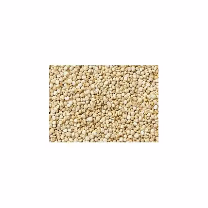 White Quinoa Seed-3