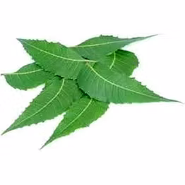 Neem Leaves