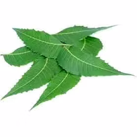 Neem Leaves