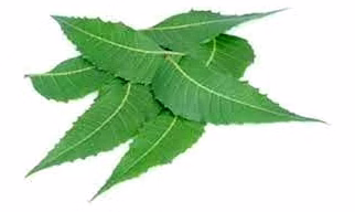 Neem Leaves