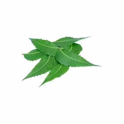 Neem Leaves-12733371