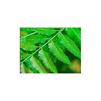 Neem Leaves-3