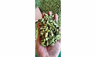Green Cardamom