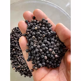 Black pepper 5 mm bold