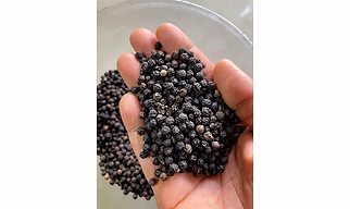 Black pepper 5 mm bold