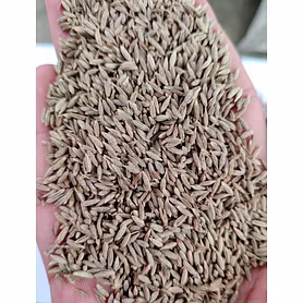 Cumin seeds