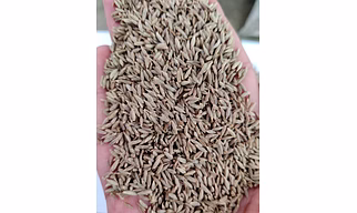 Cumin seeds