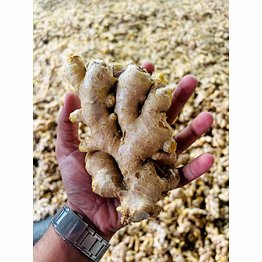 fresh ginger