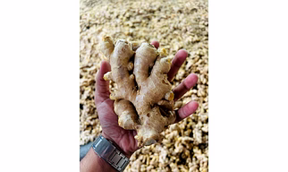 Fresh Ginger