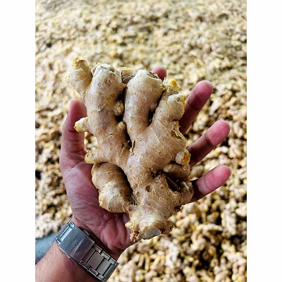 fresh ginger