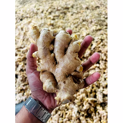 Fresh Ginger-12762553