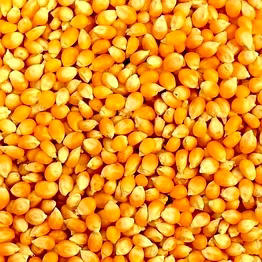 yellow maize