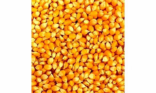 Yellow Maize