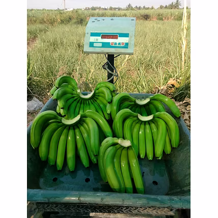 Fresh Banana-2