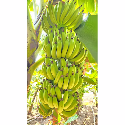 Fresh Banana-1