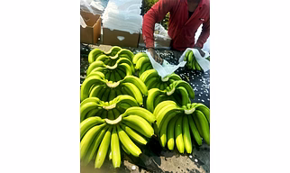 Fresh Banana