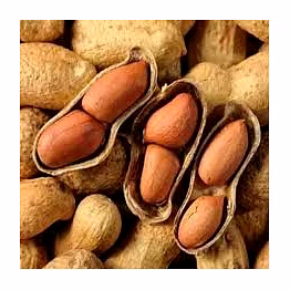 groundnut