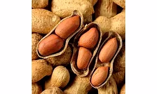 groundnut