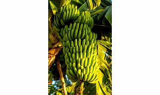 Fresh Banana