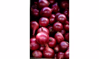 RED ONION