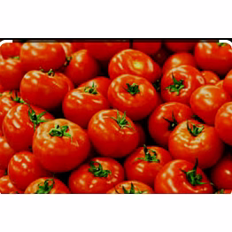 fresh or chilled tomatoes