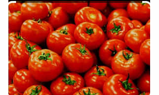 fresh or chilled tomatoes