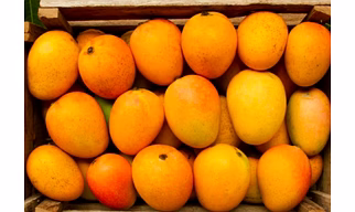 fresh Mangoes