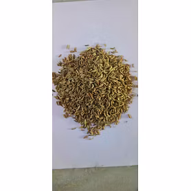Jeera (Cumin Seeds)